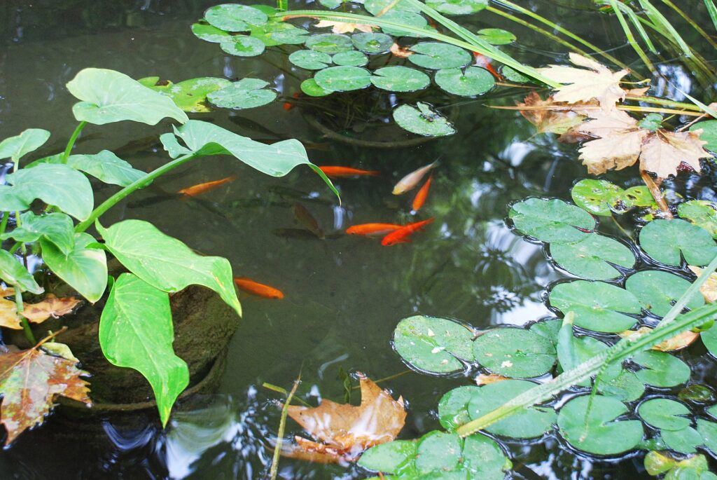 GartenteichFische Was Sie wissen müssen Gartenakademien