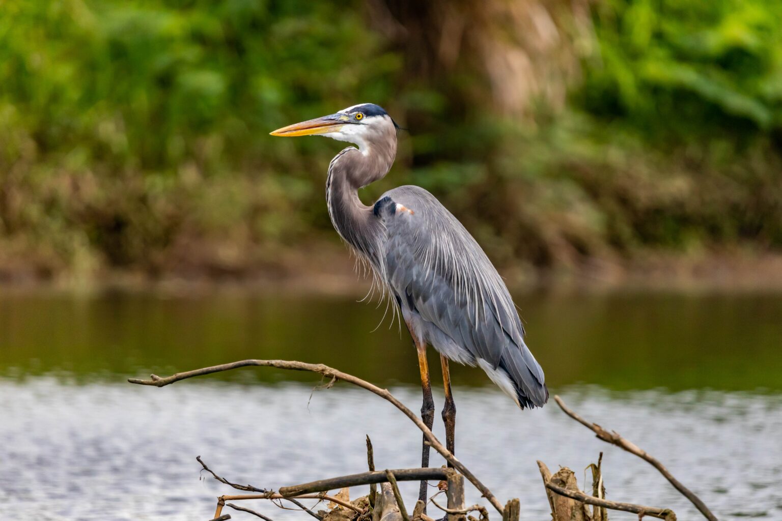 Fischreiher am Teich was tun? Gartenakademien