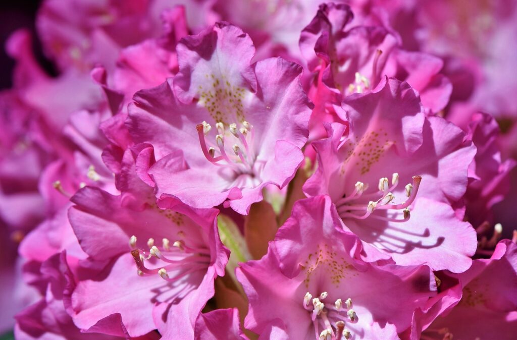 36+ Rhododendron Pflanzen Braune Blätter, Wir geben tipps zum