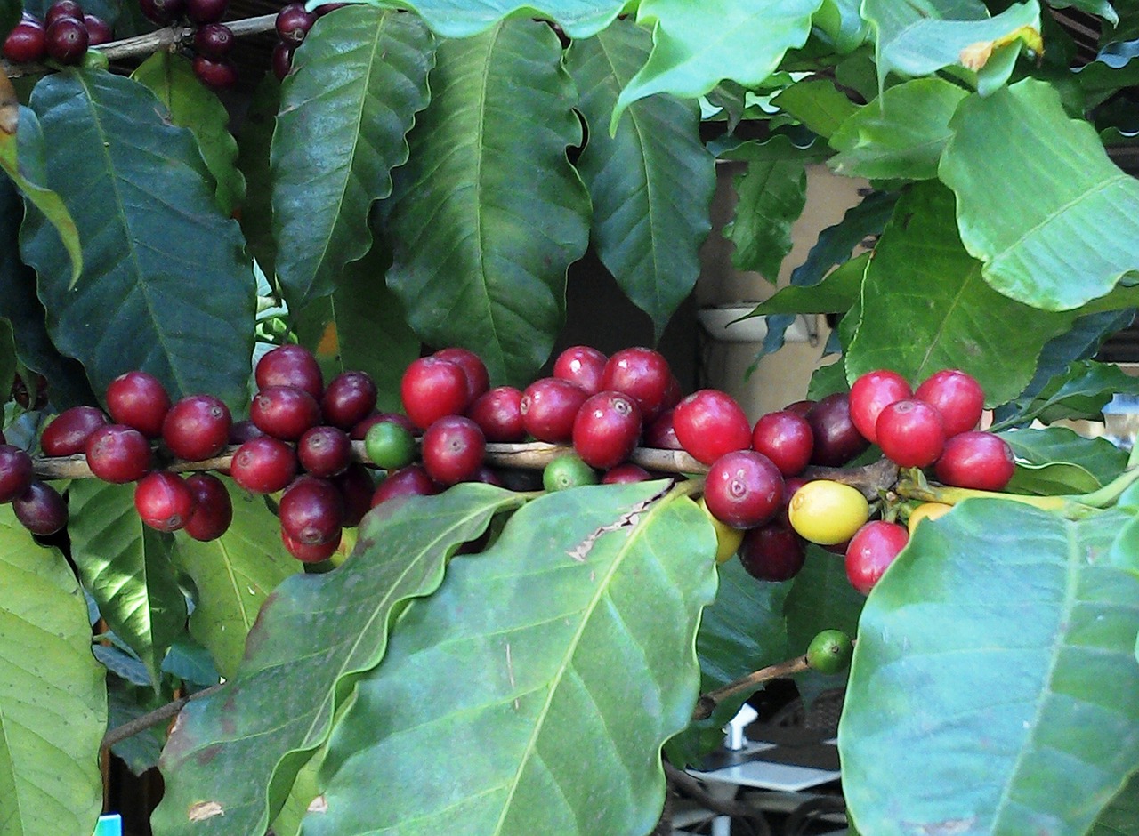 kaffeepflanze braune blätter