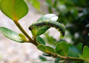 boxwood moth, caterpillar, pest