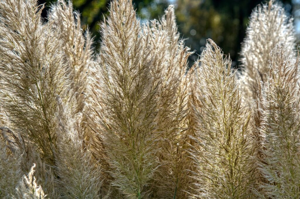 Was bedeutet Pampasgras im Gartenakademien