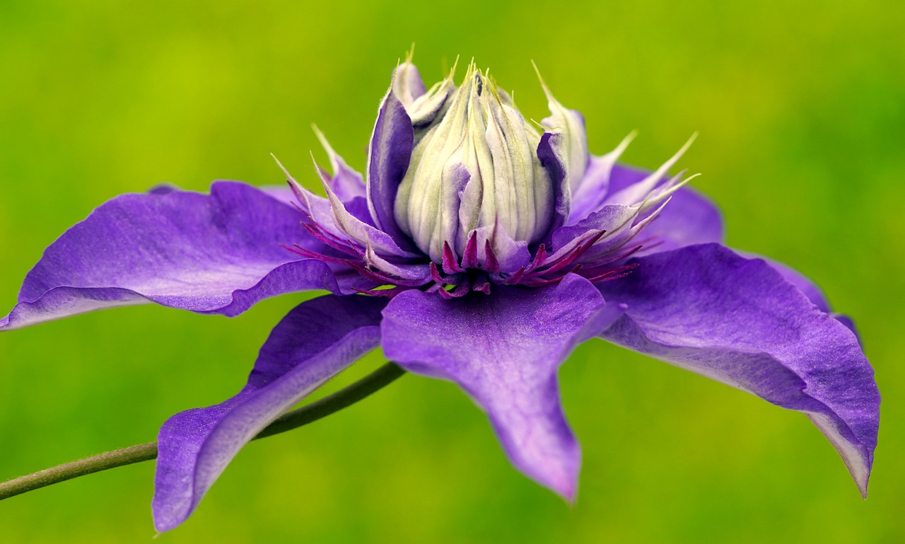 clematis, flower, purple flower