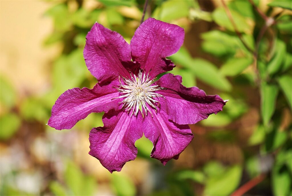 Clematis düngen mit Hornspänen