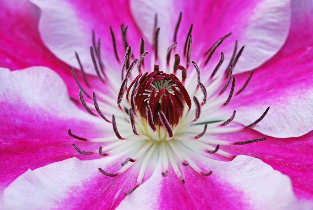 Welche Clematis blüht am längsten? Gartenakademien