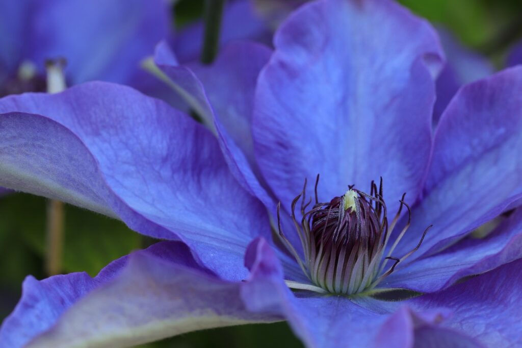 Wann Clematis pflanzen? Gartenakademien