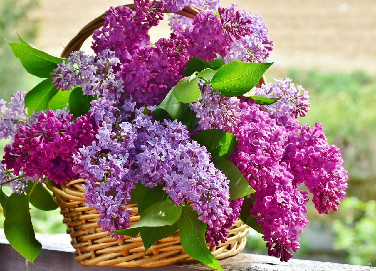 lilac, flower basket, flower
