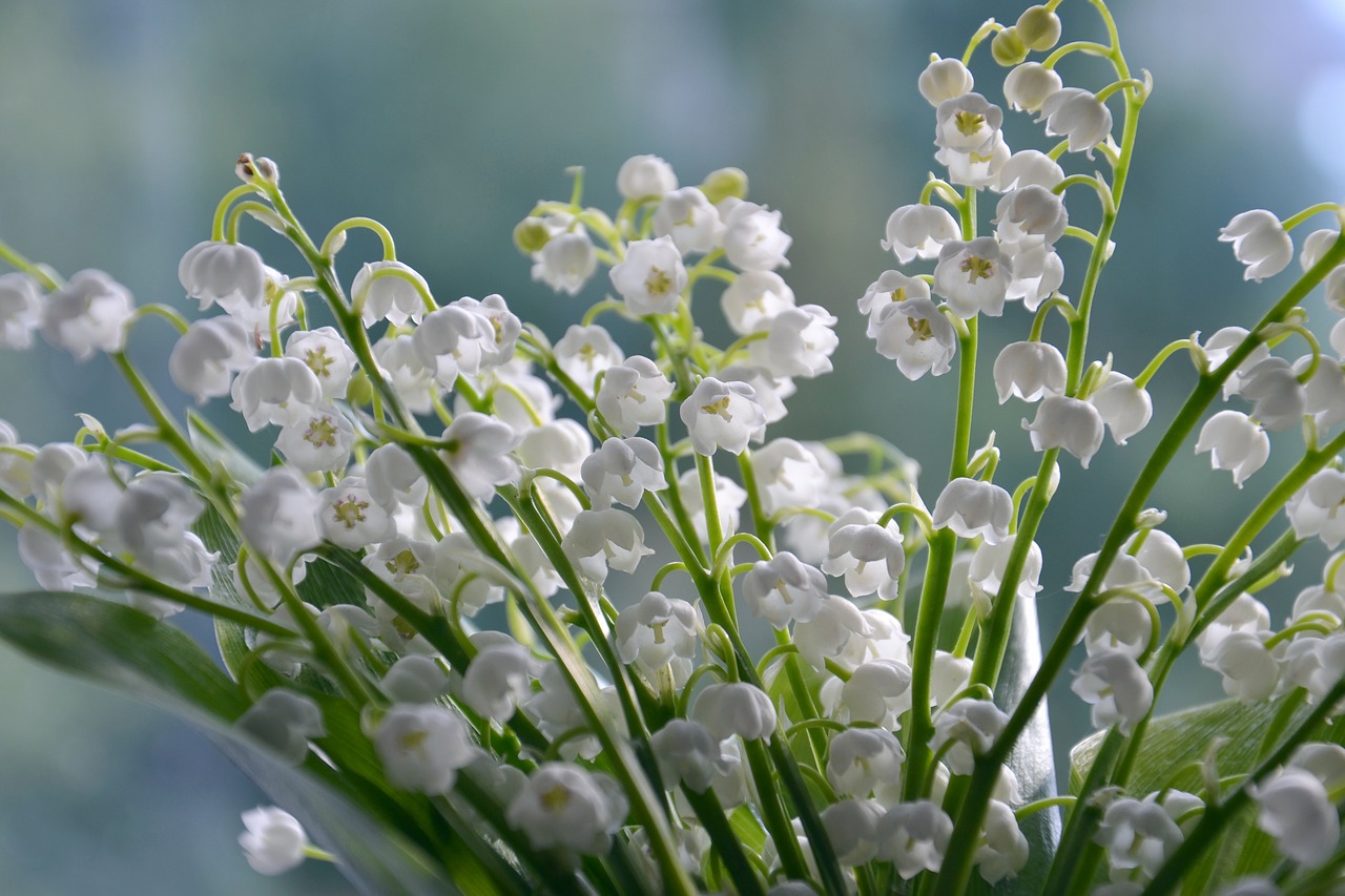 lilies of the valley, flower background, flowers