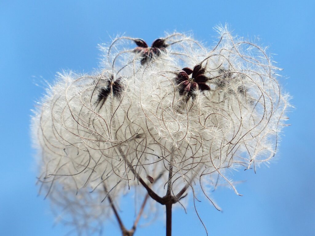 Clematis verblühte Blüten abschneiden! Achtung beim Schneiden!
