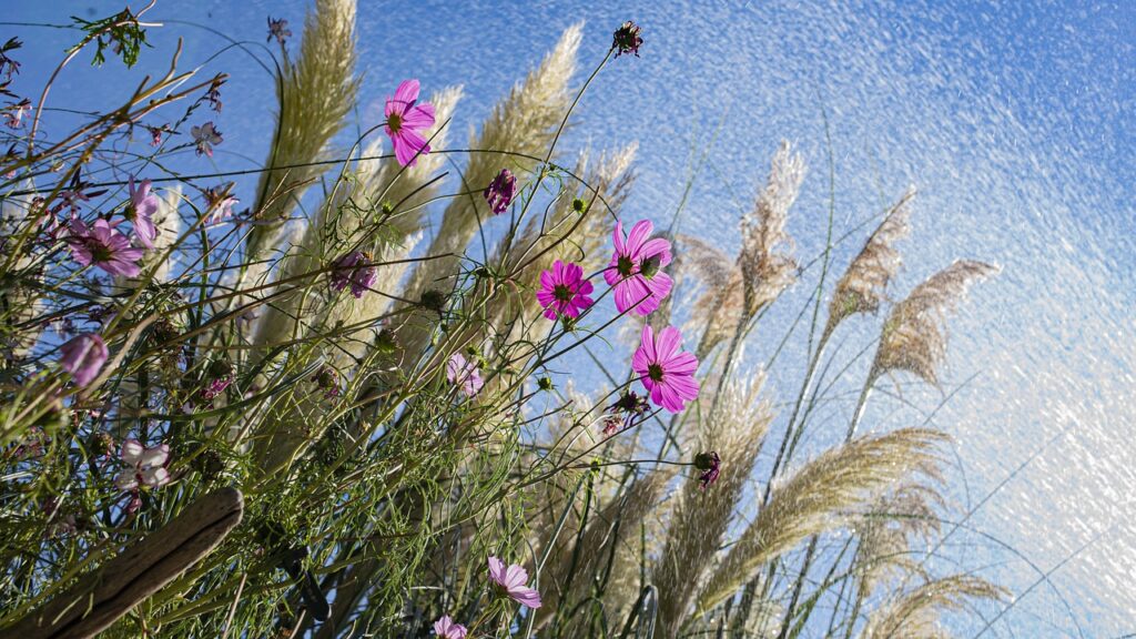 Pampasgras in Rosa Zauberhafte Farbakzente für Ihren Garten