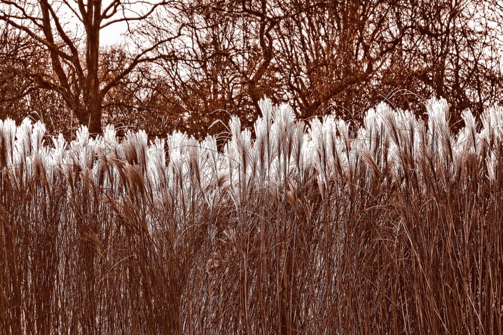 Pampasgras in Großformat Beeindruckende Akzente im Garten setzen