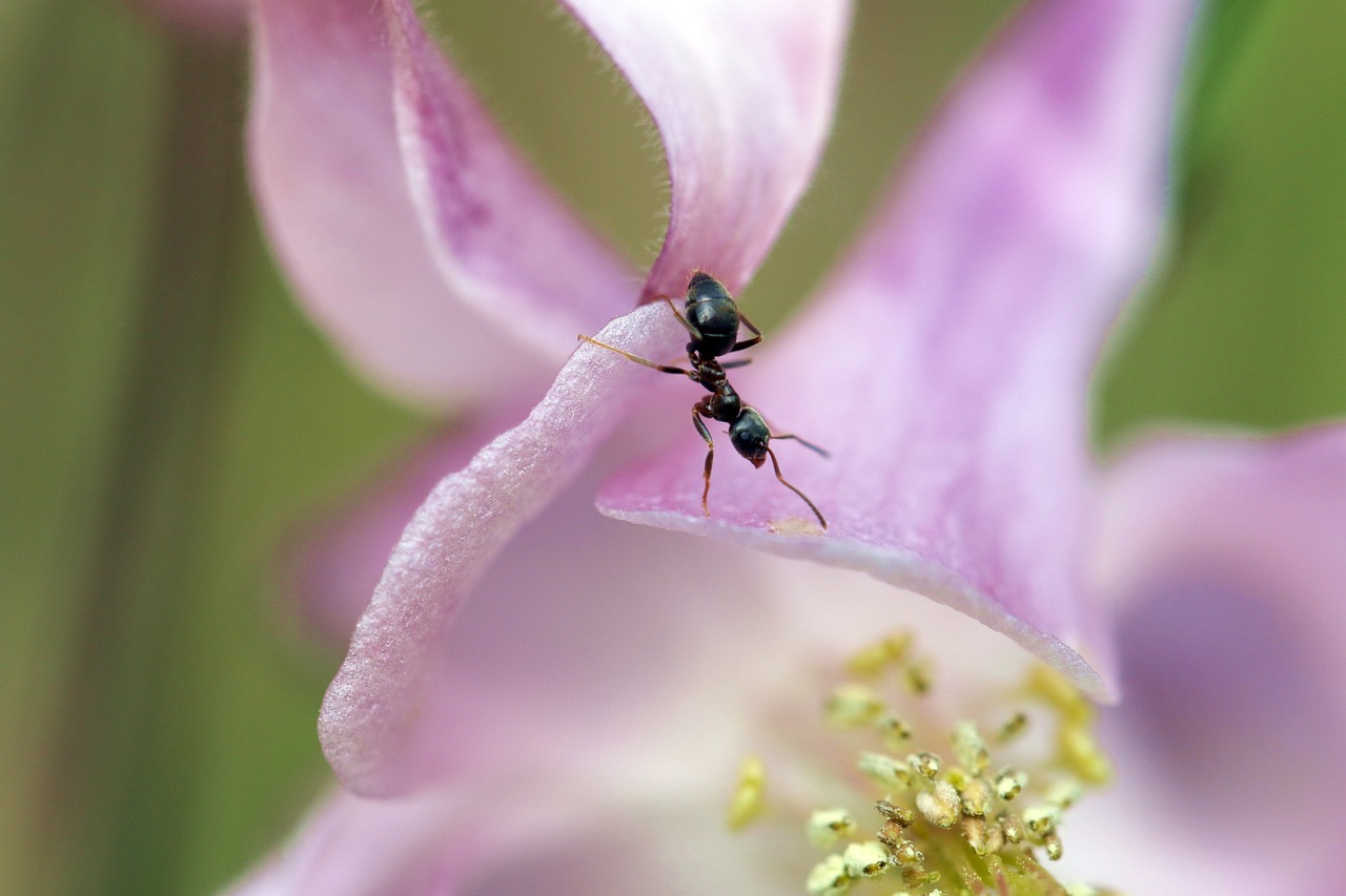 ant, the interior of the flower, columbine