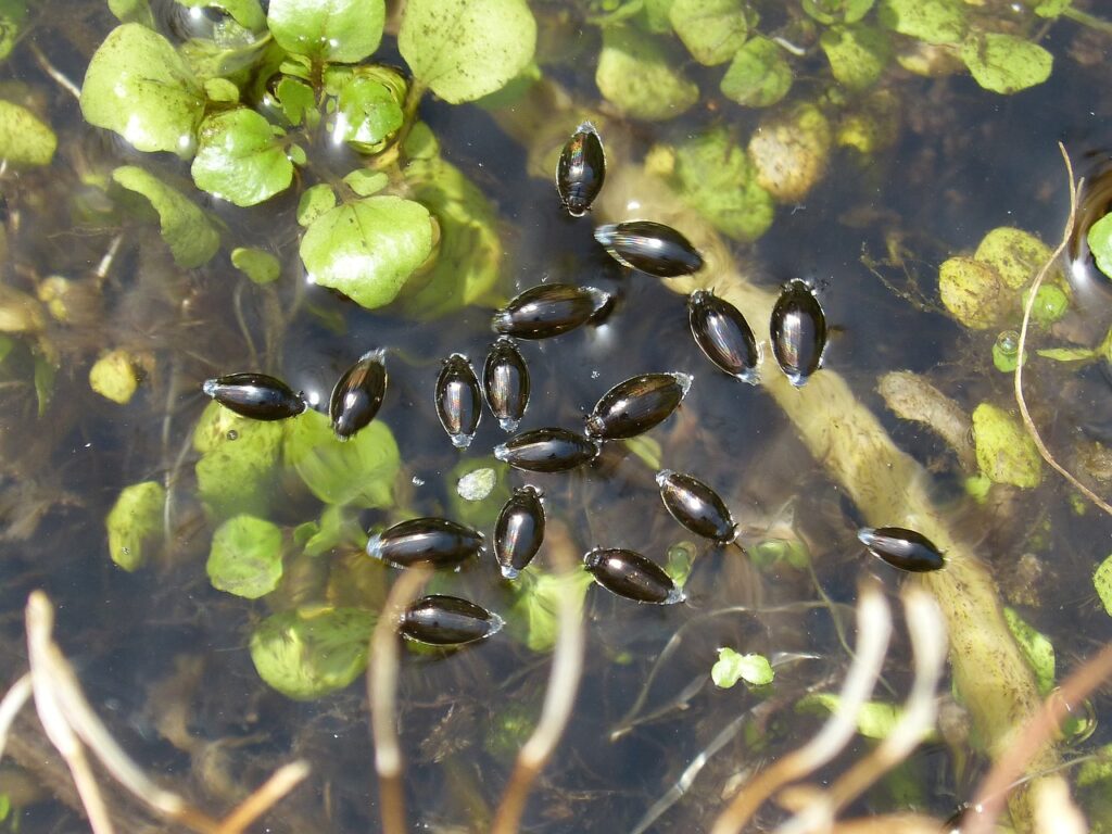 gyrinus natator, water scribe, water beetle