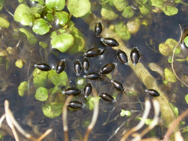 Blick auf die verschiedenen Arten von Wasserkäfern