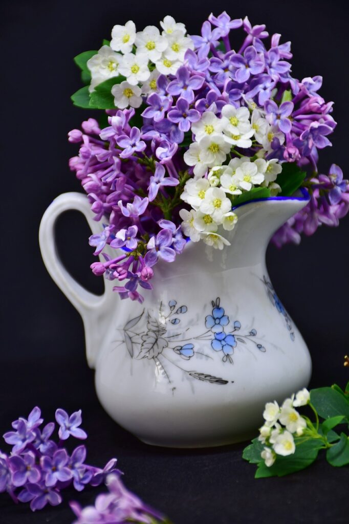 lilac, blossoms, flower