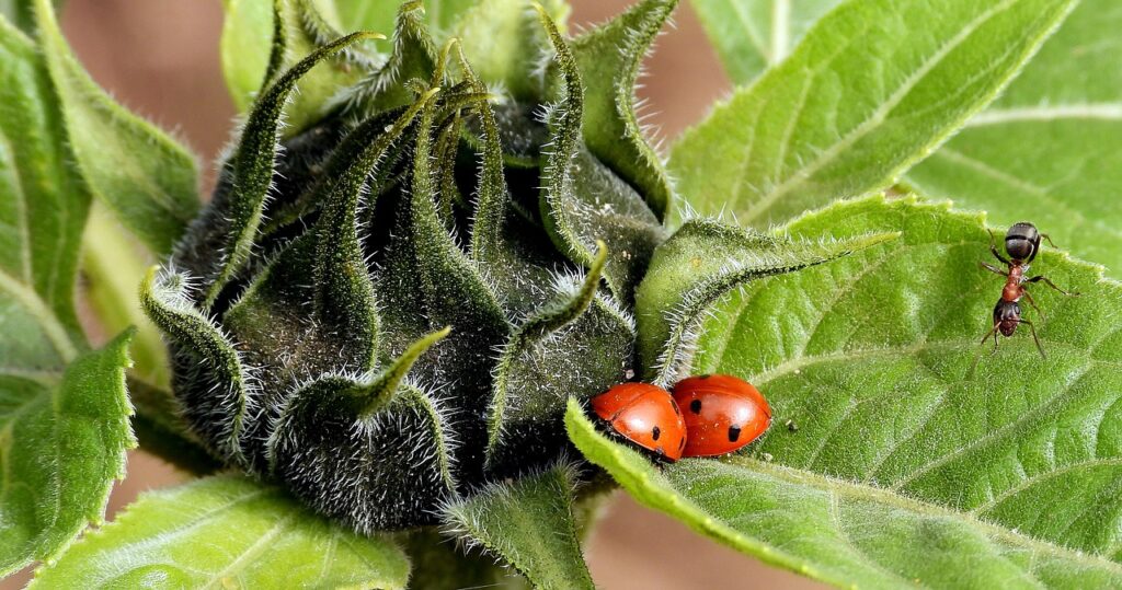 sunflower, ladybugs, ladybug