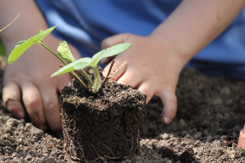 plants, plant, sapling