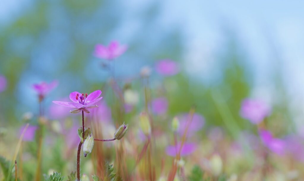 ruprecht herb, pointed flower, cranesbill