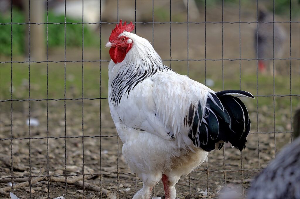 chicken, cockscomb, hahn