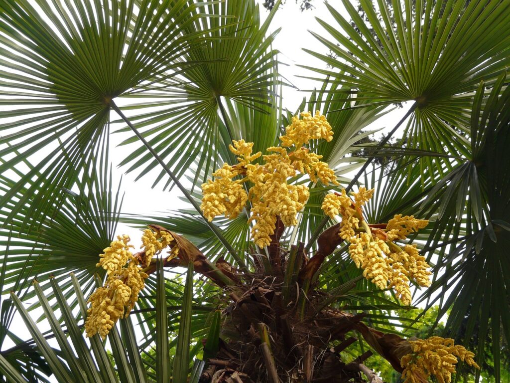 palm tree, hemp palm, umbrella palm