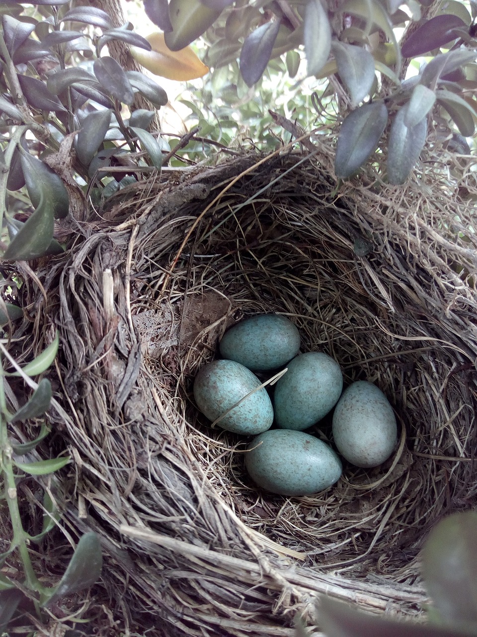 blackbird, bird nest, eggs