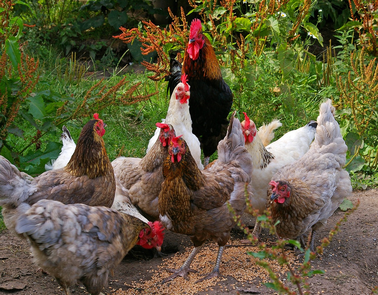 chicken, chicken run, farm yard