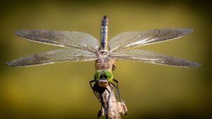 dragonfly, insect, macro