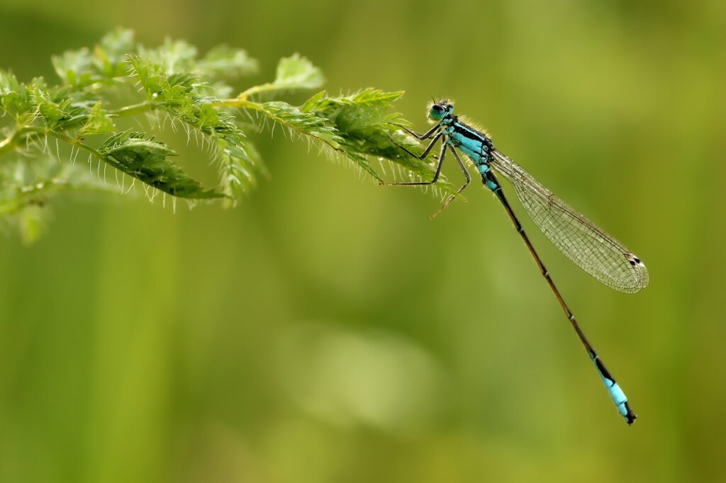 dragonfly, insect, macro