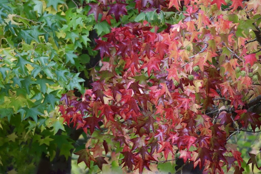 Wie du deinen Garten nachhaltiger machst Pflege eines Amberbaums