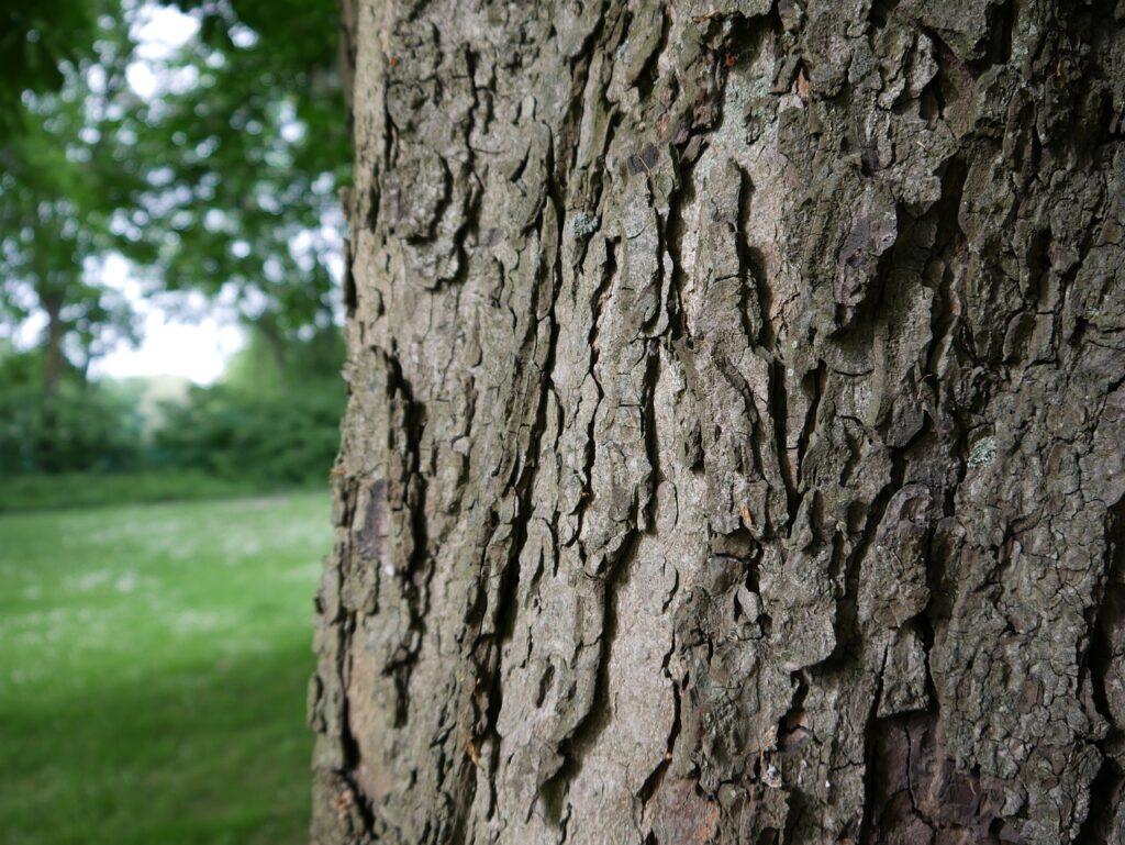 Dachplatane im Garten Welche Nachteile gibt es?