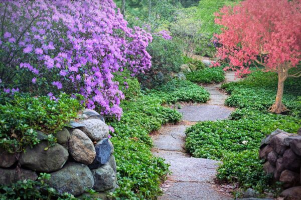 Welche Erde für Clematis? Gartenakademien